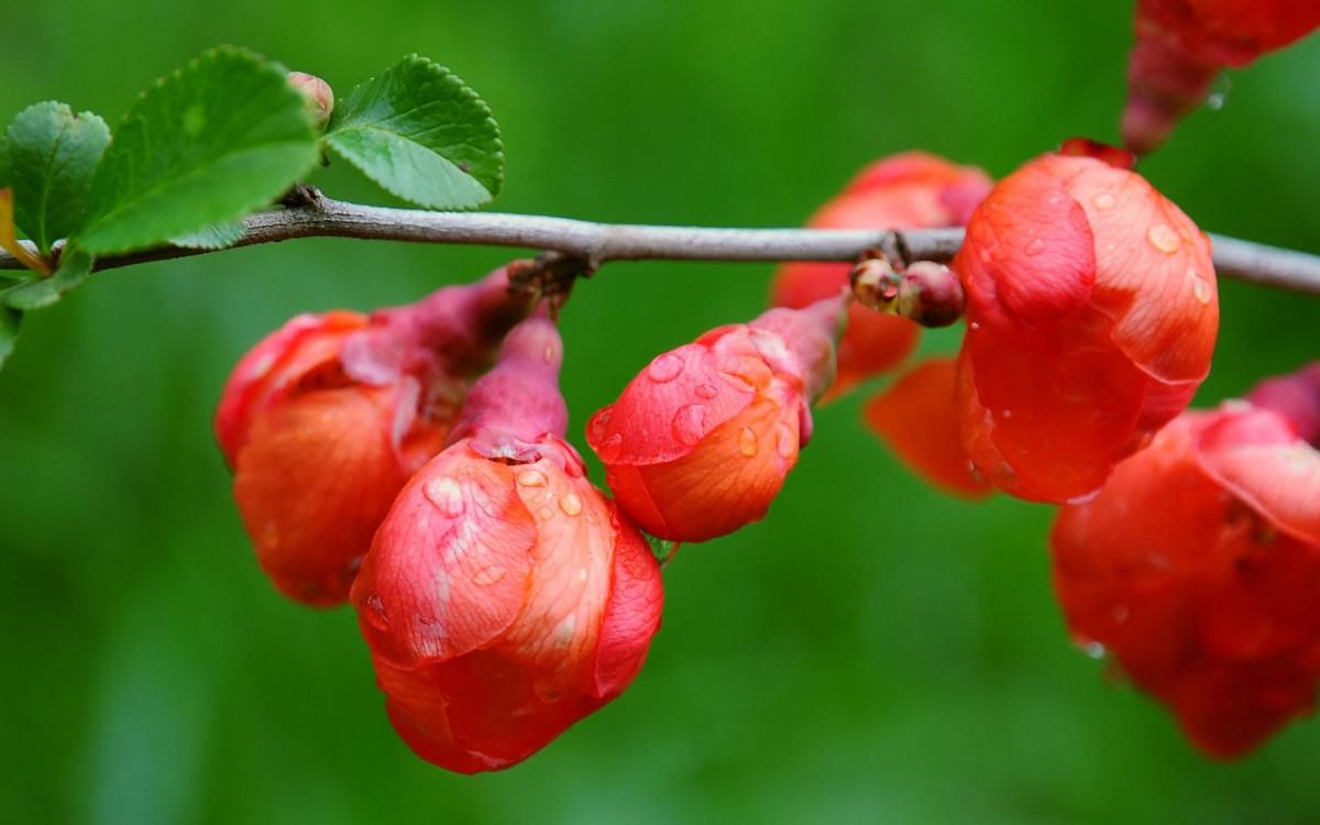 春天里含苞待放的花蕾图片