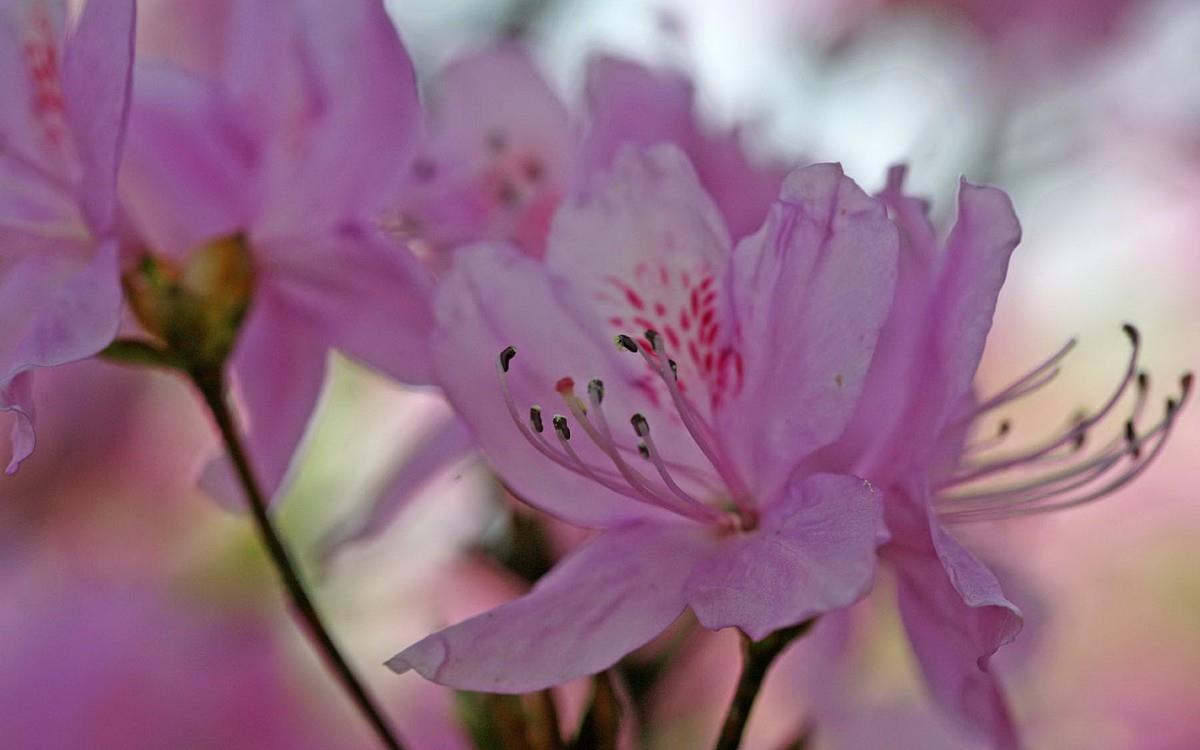 殷红似火的杜鹃花图片