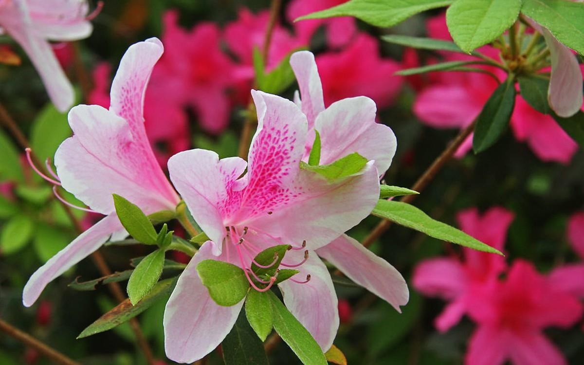 殷红似火的杜鹃花图片