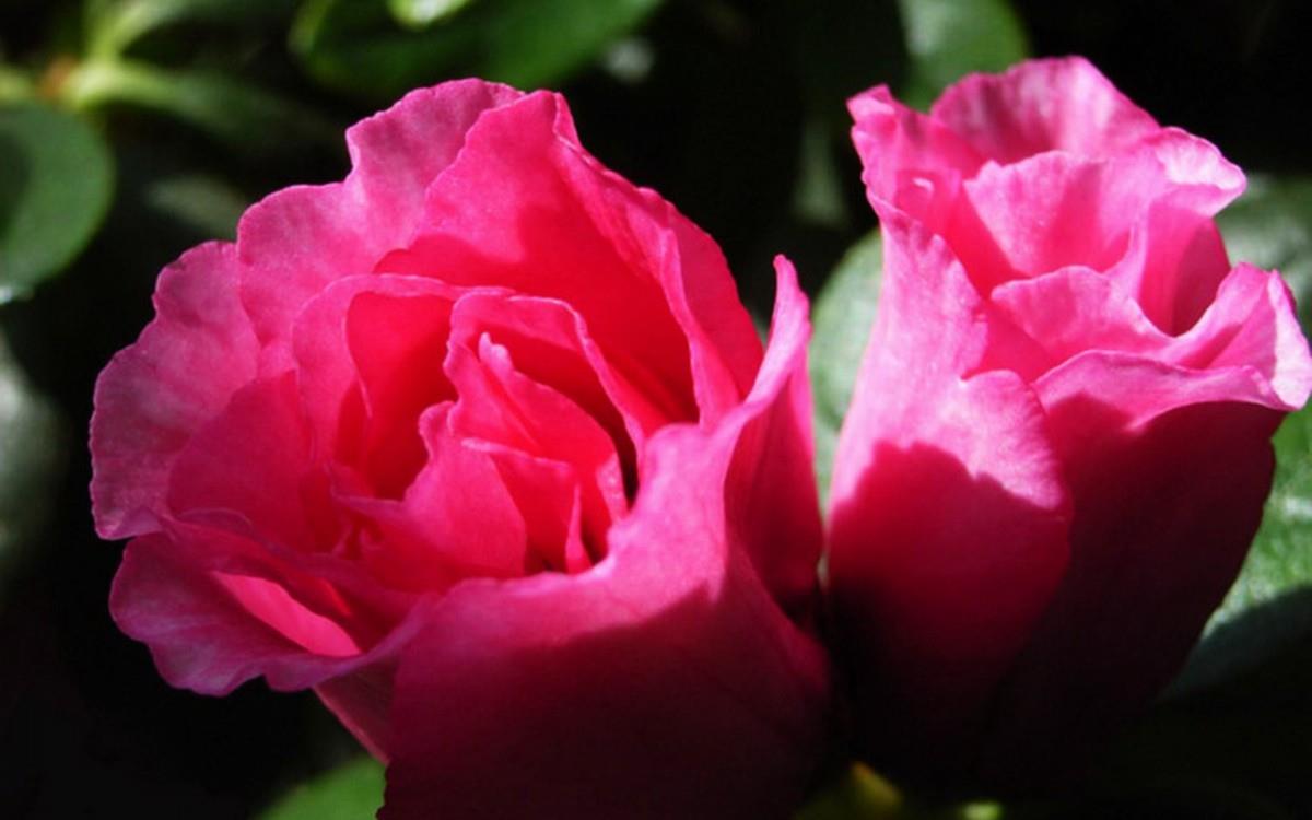 殷红似火的杜鹃花图片