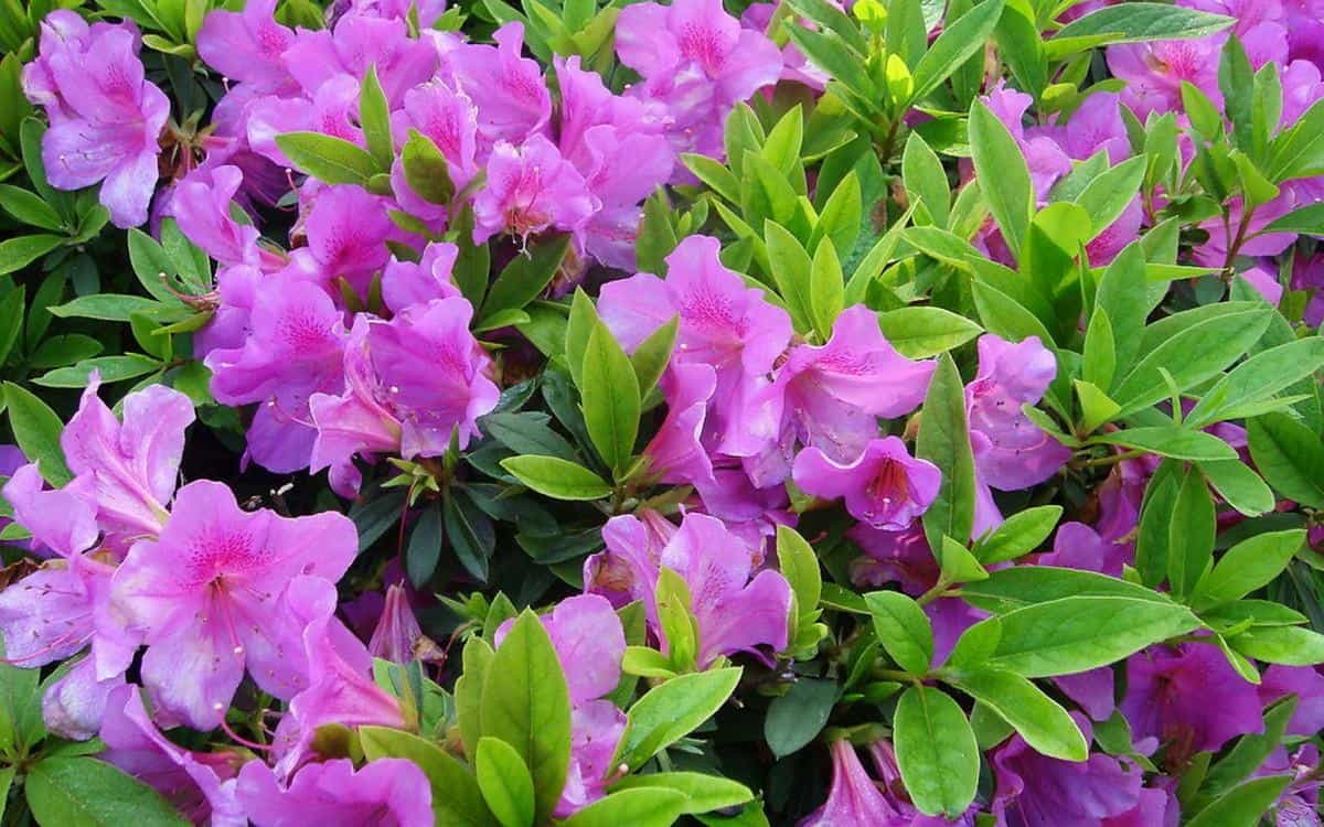 殷红似火的杜鹃花图片