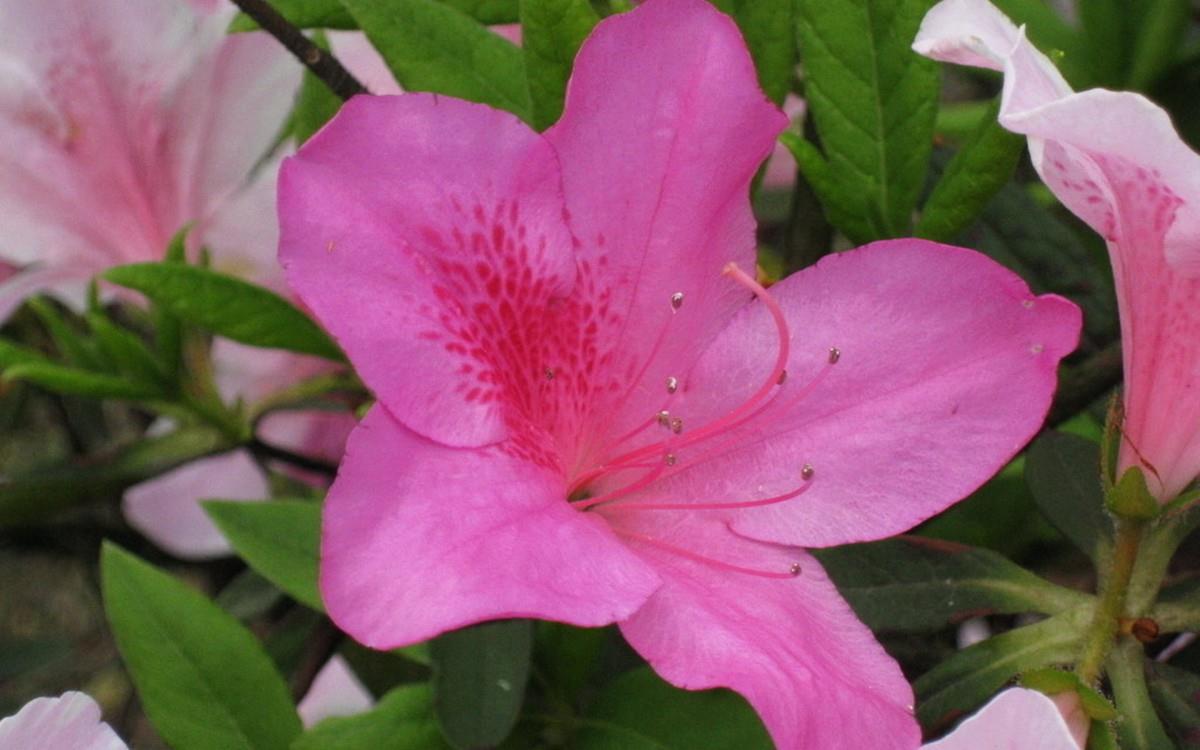 殷红似火的杜鹃花图片