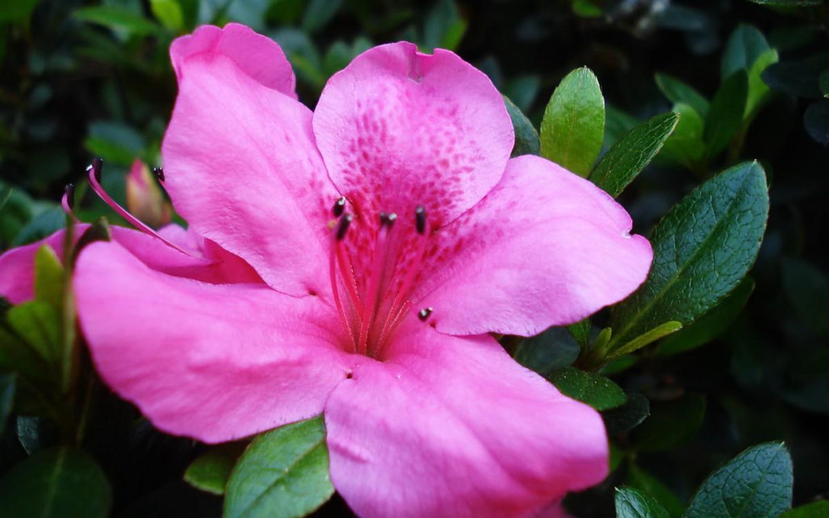 殷红似火的杜鹃花图片