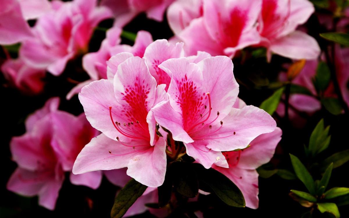 殷红似火的杜鹃花图片