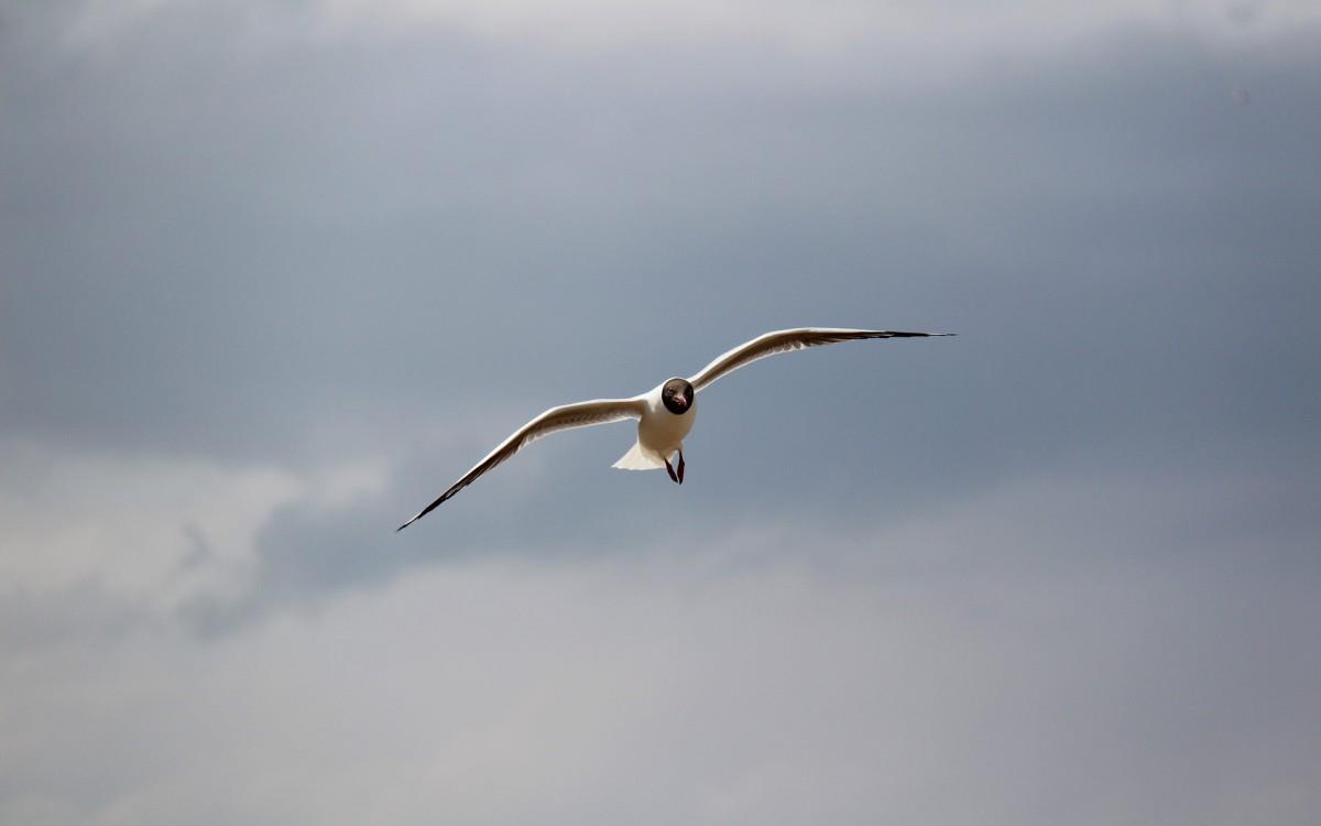 青海湖候鸟图片