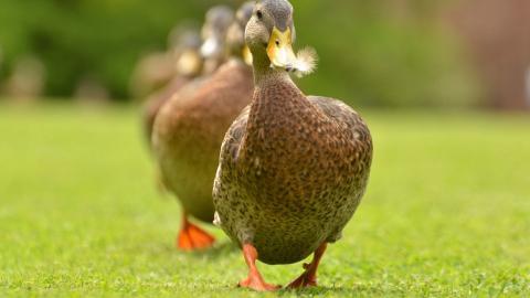各种小动物图片