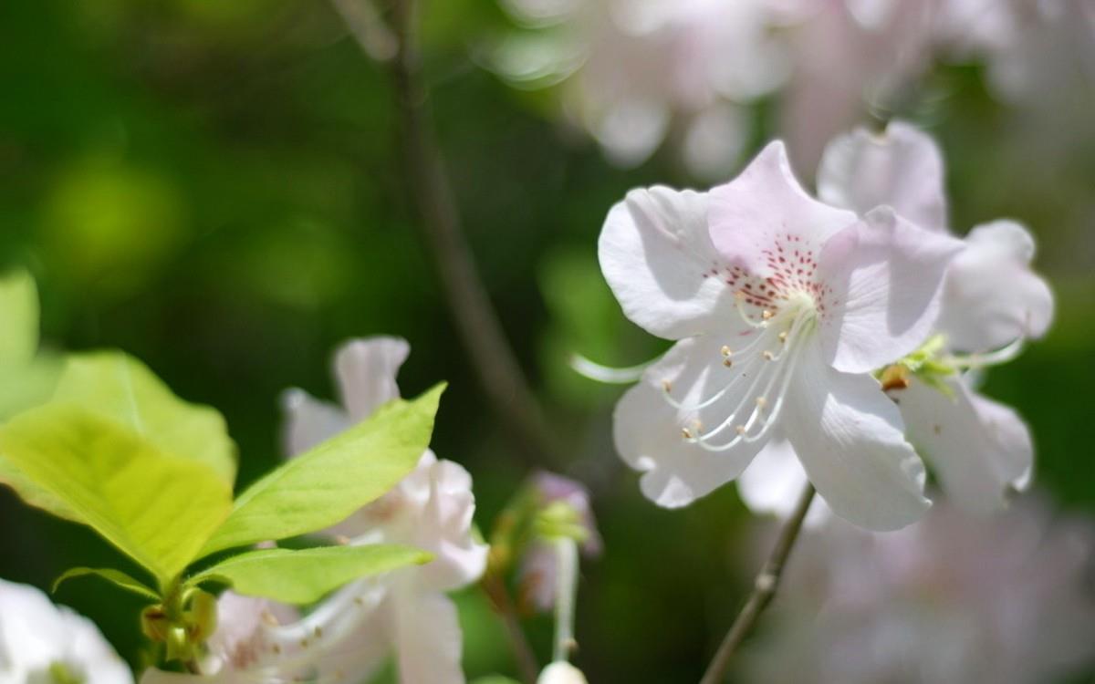 殷红似火的杜鹃花图片