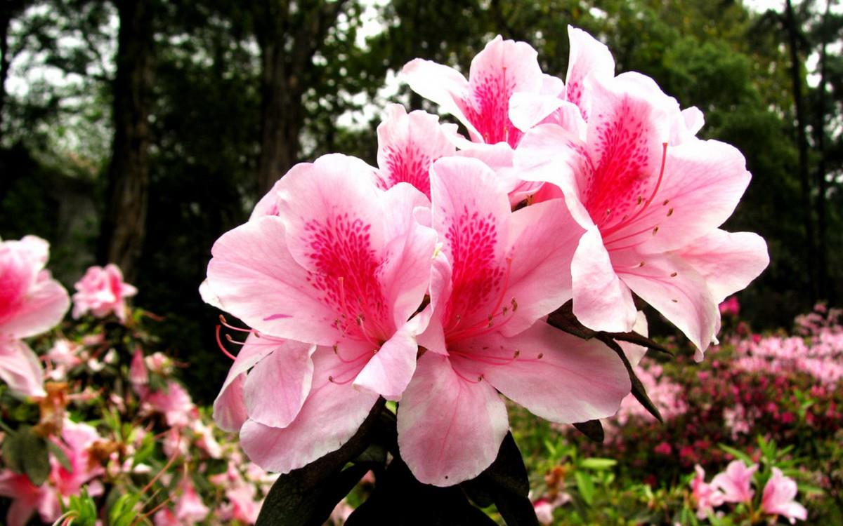 殷红似火的杜鹃花图片