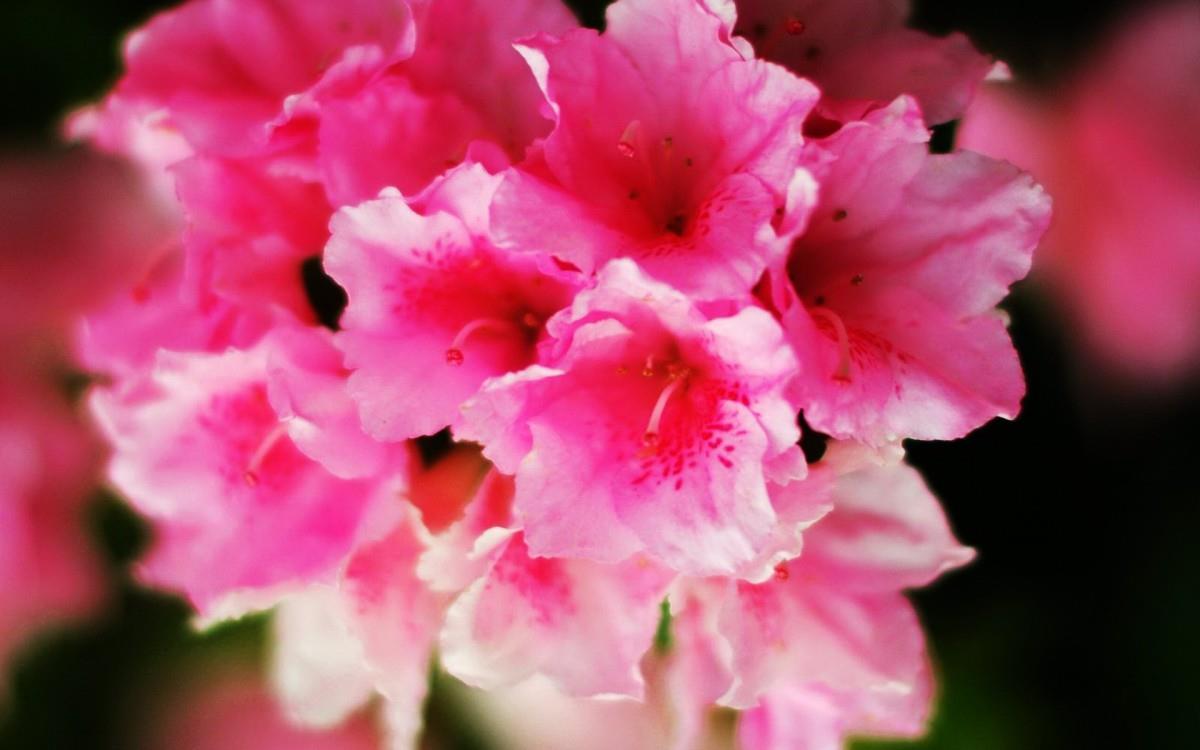 殷红似火的杜鹃花图片