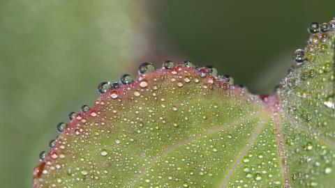 夏日清晨植物上的露珠图片(下)