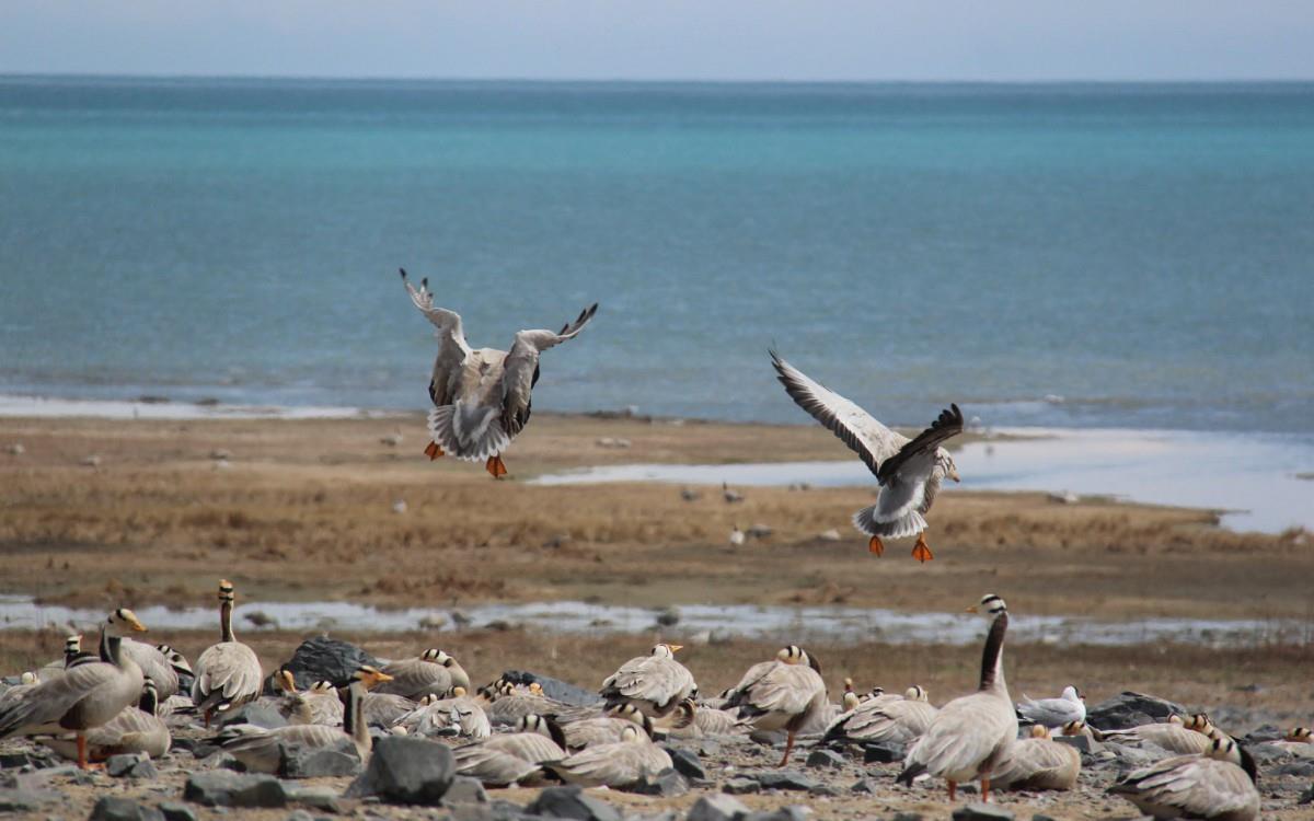 青海湖候鸟图片