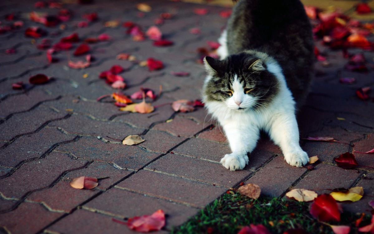 各种小动物图片