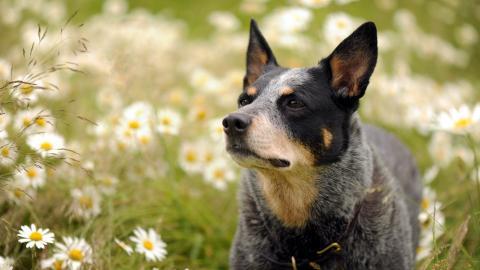 各种小动物图片