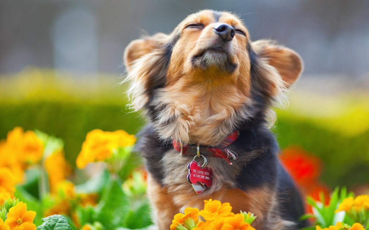 各种小动物图片