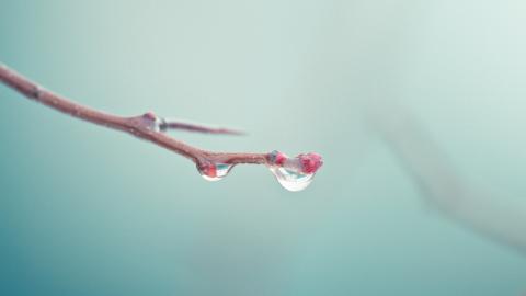 春天里树梢上的嫩芽高清图片