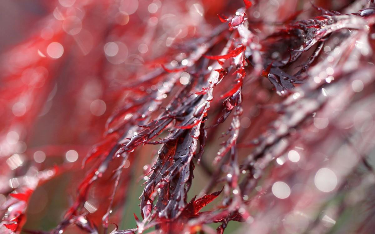 夏日清晨植物上的露珠图片(下)
