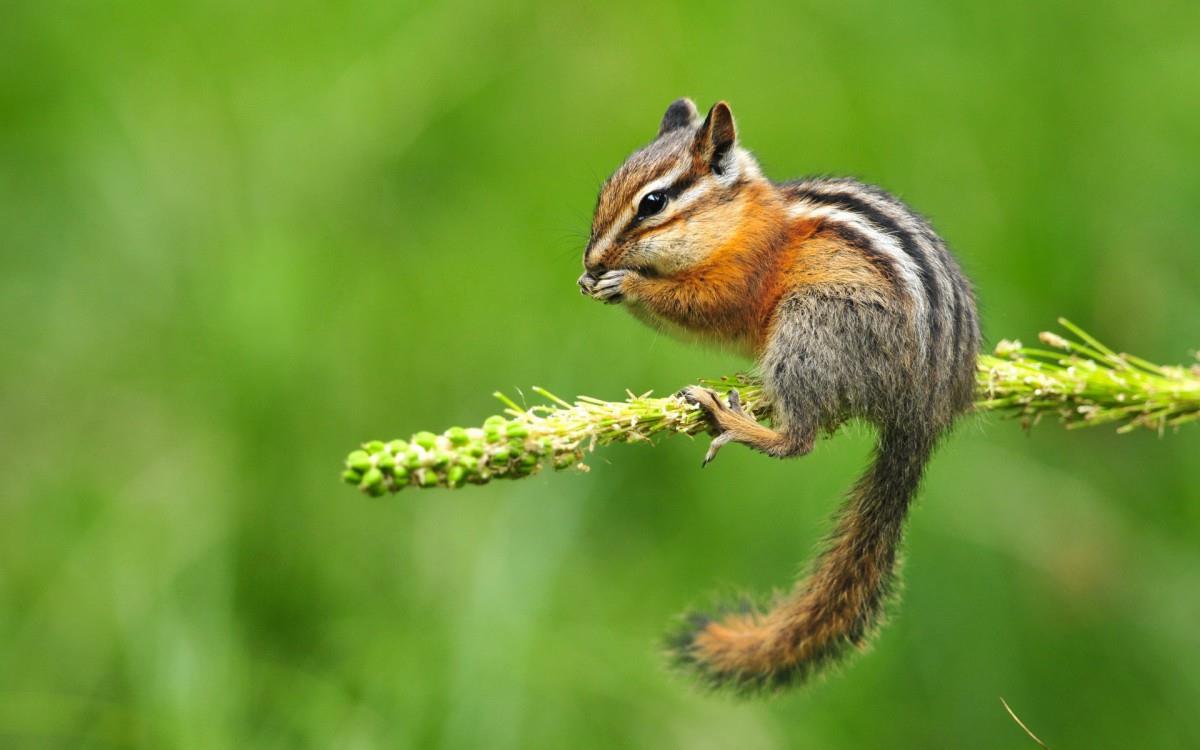 各种小动物图片