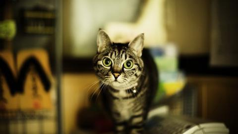 各种小动物图片