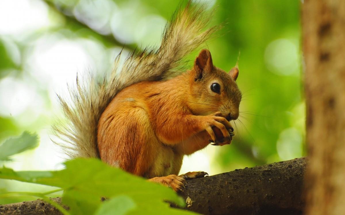 各种小动物图片