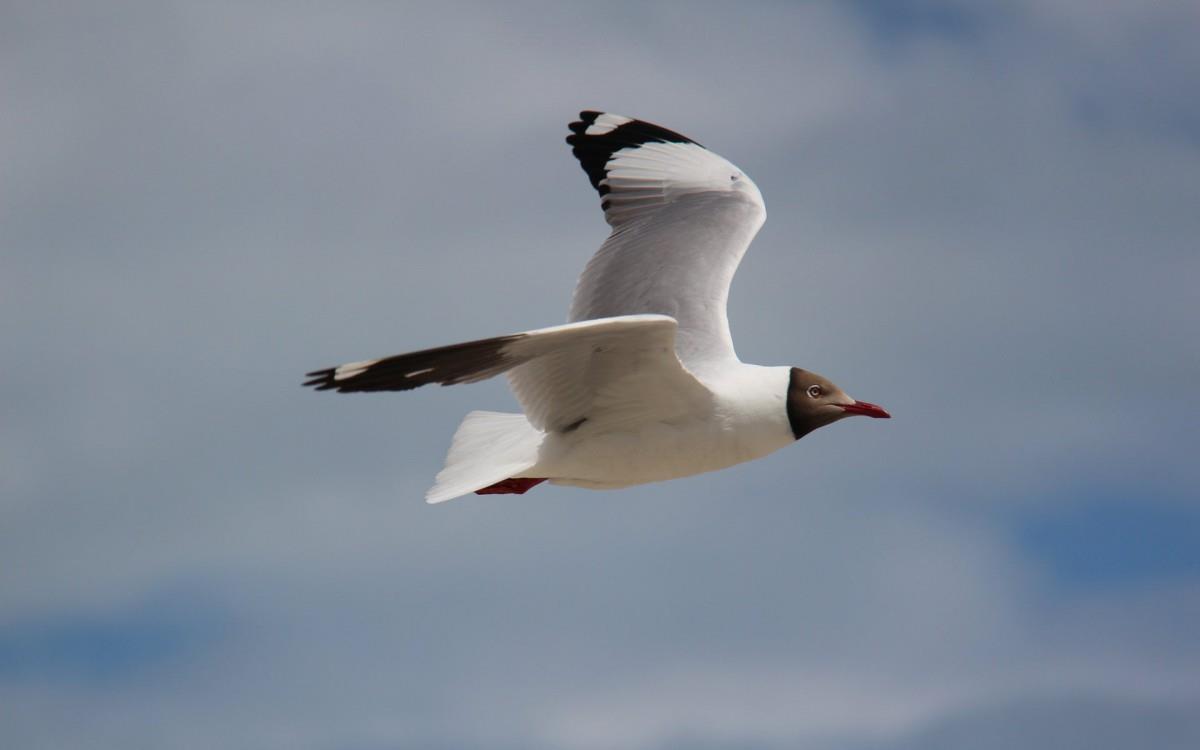 青海湖候鸟图片