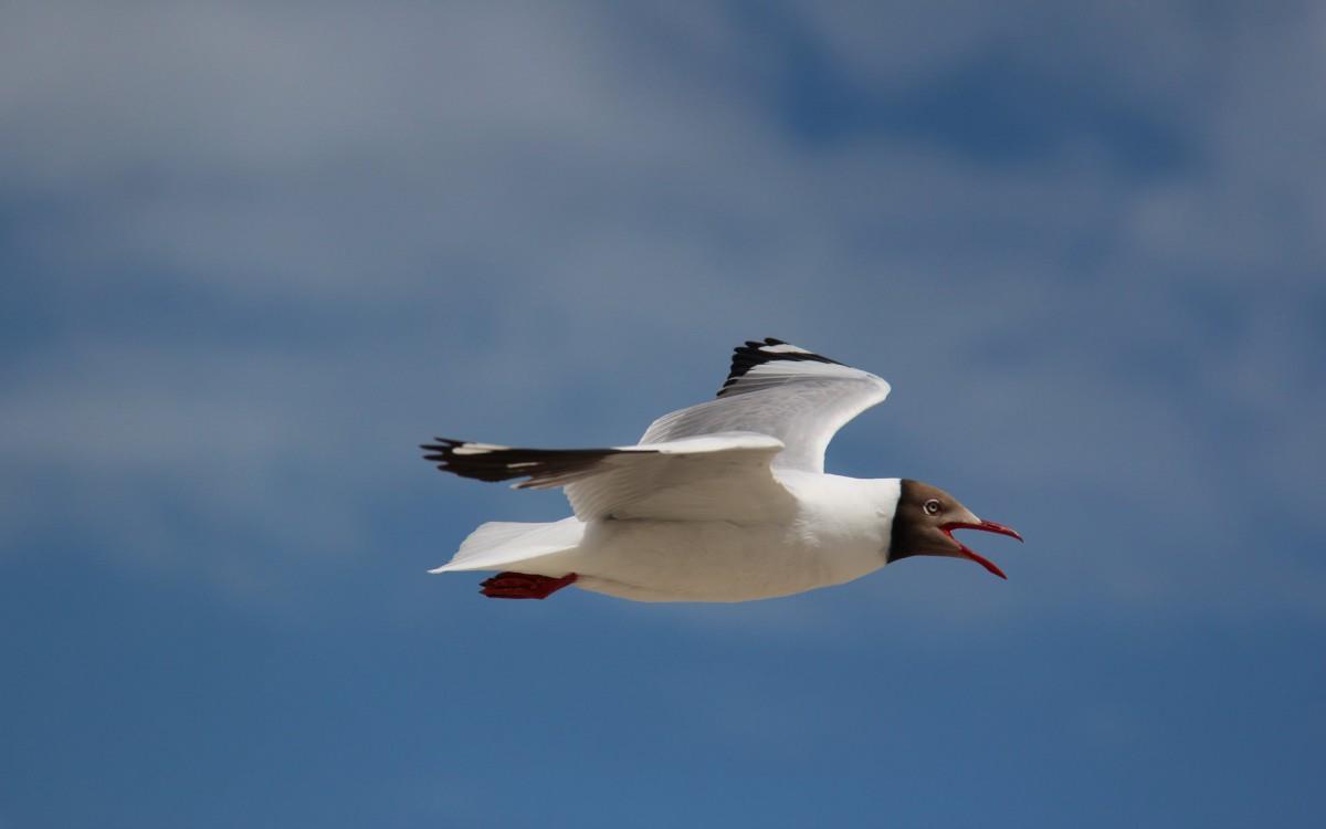 青海湖候鸟图片