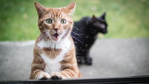 各种小动物图片