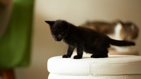 各种小动物图片