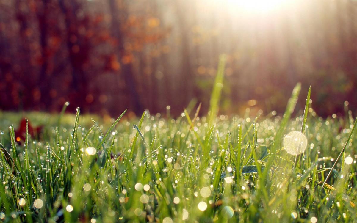 夏日清晨植物上的露珠图片(下)