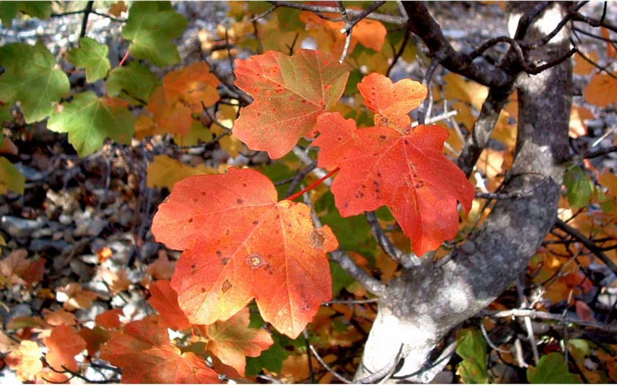 秋天的树木落叶景色图片