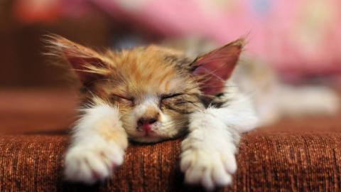 各种小动物图片