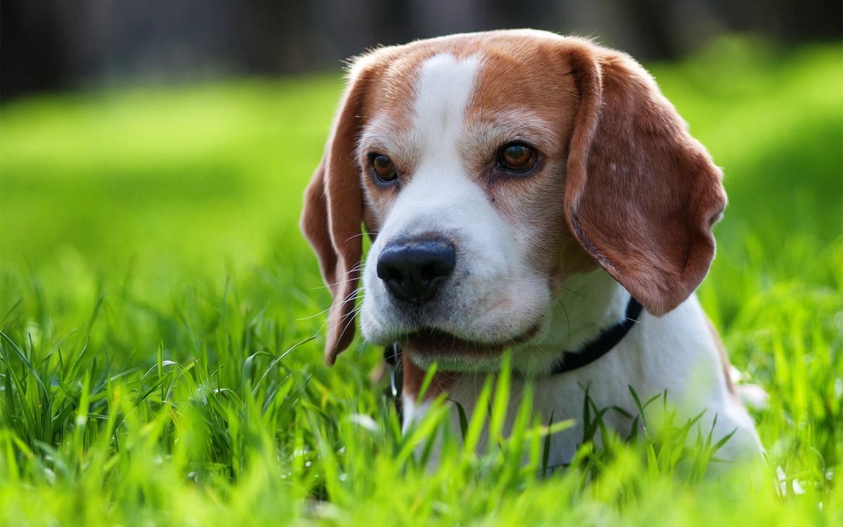 各种小动物图片