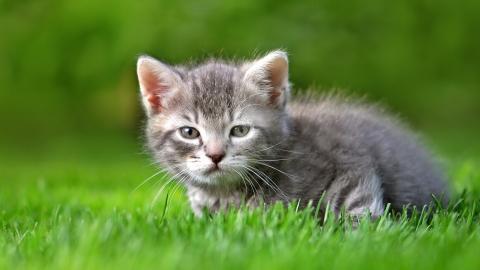 各种小动物图片