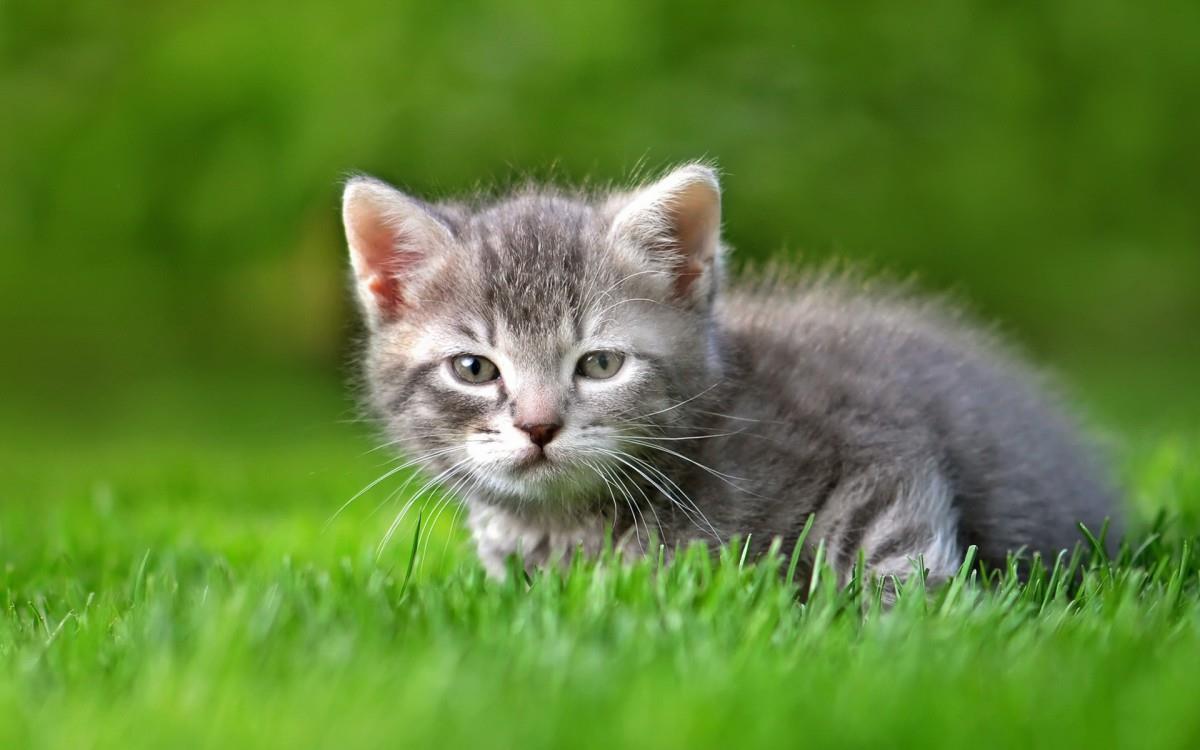 各种小动物图片