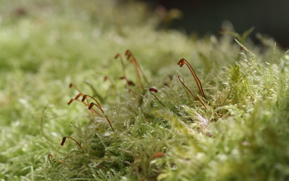 夏日清晨植物上的露珠图片(下)