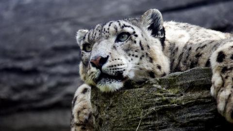 各种小动物图片