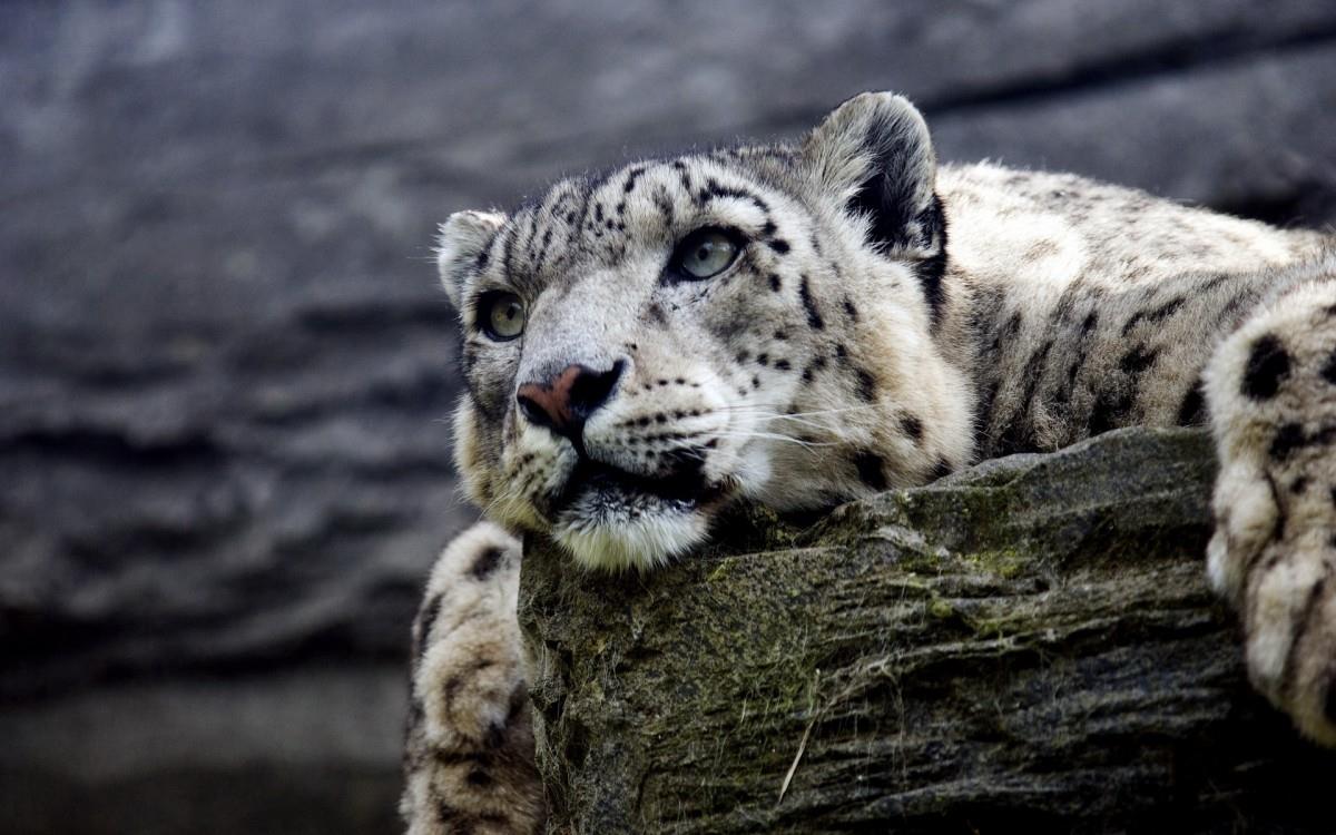 各种小动物图片