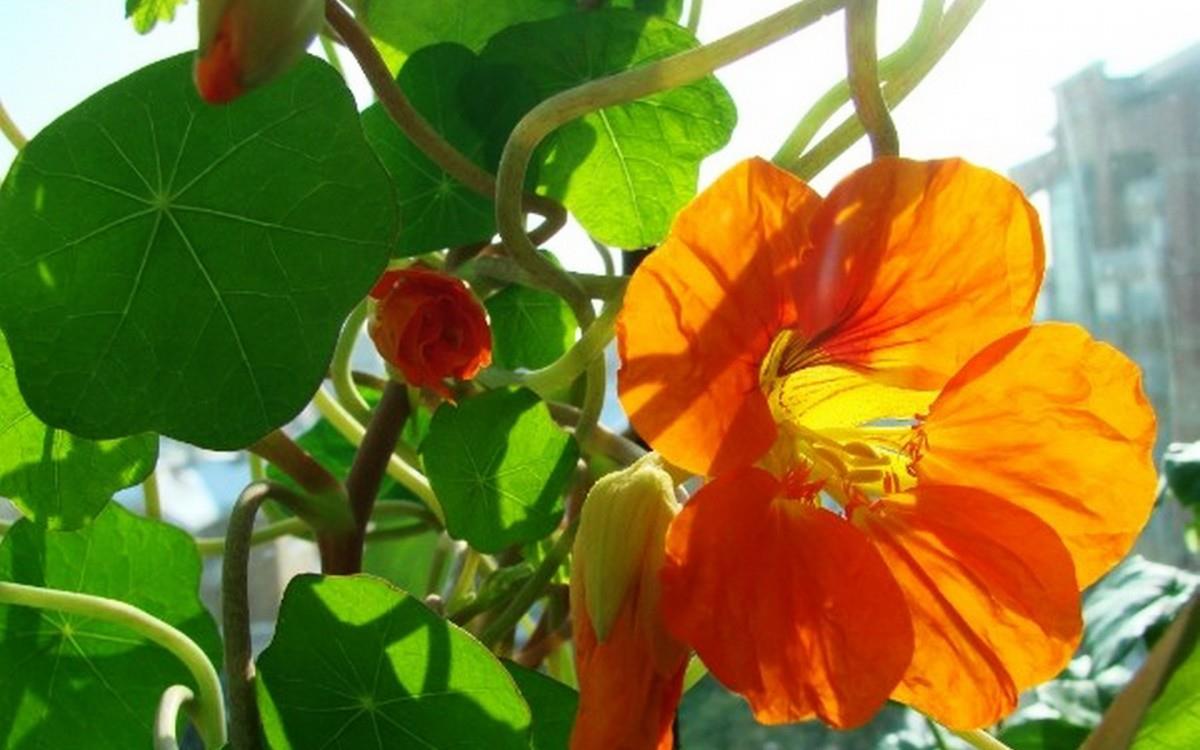 旱金莲花卉图片