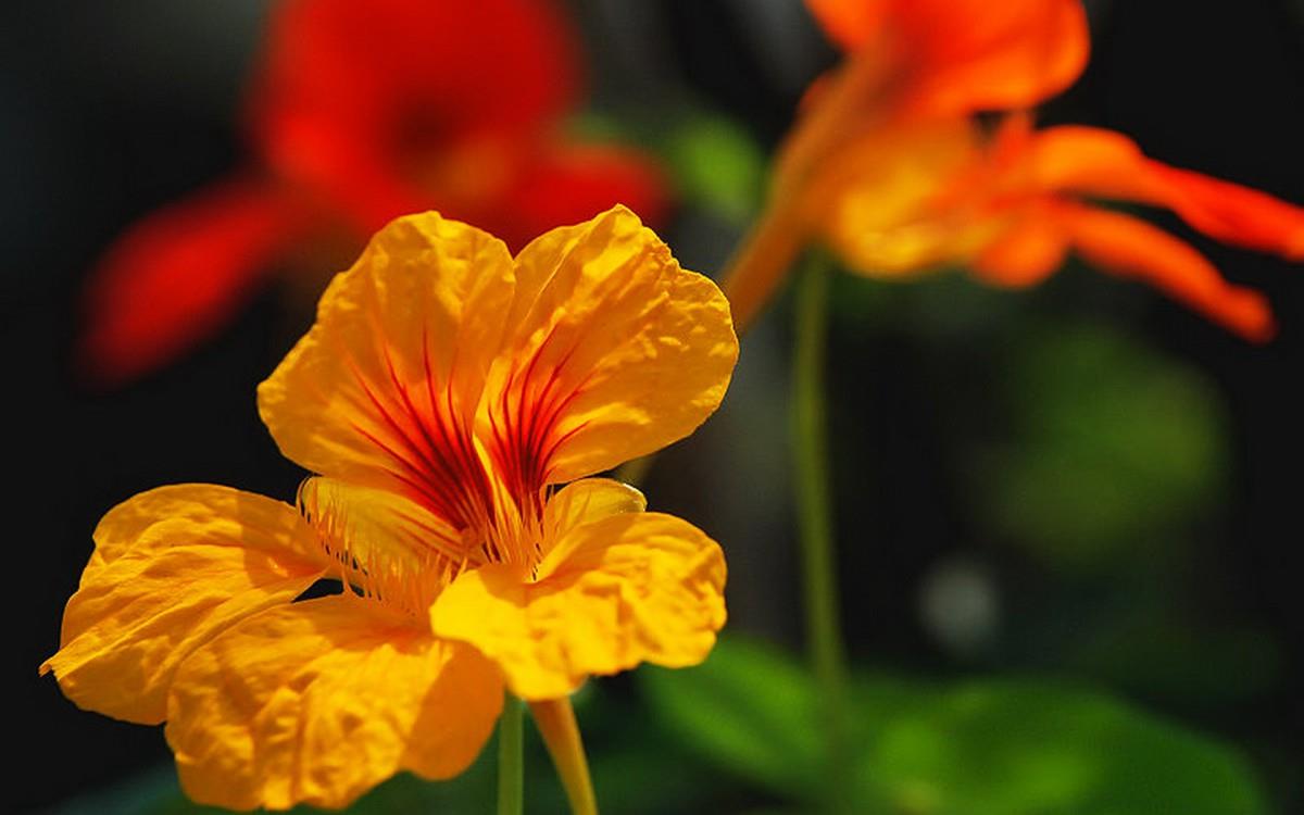 旱金莲花卉图片