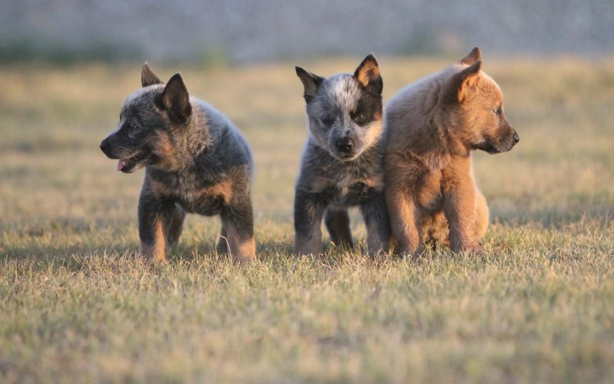 澳洲牧牛犬图片