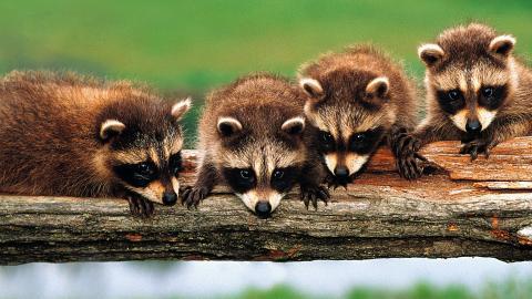 可爱的小浣熊图片