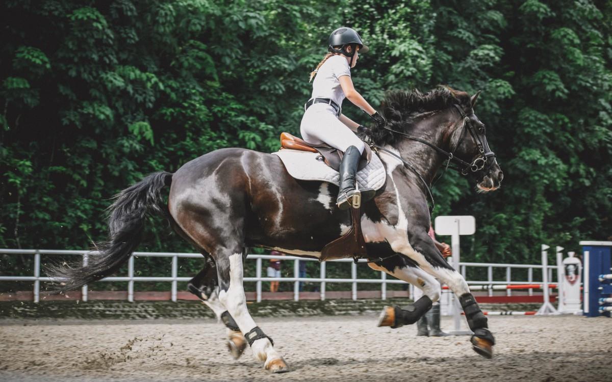 骑马马术运动图片