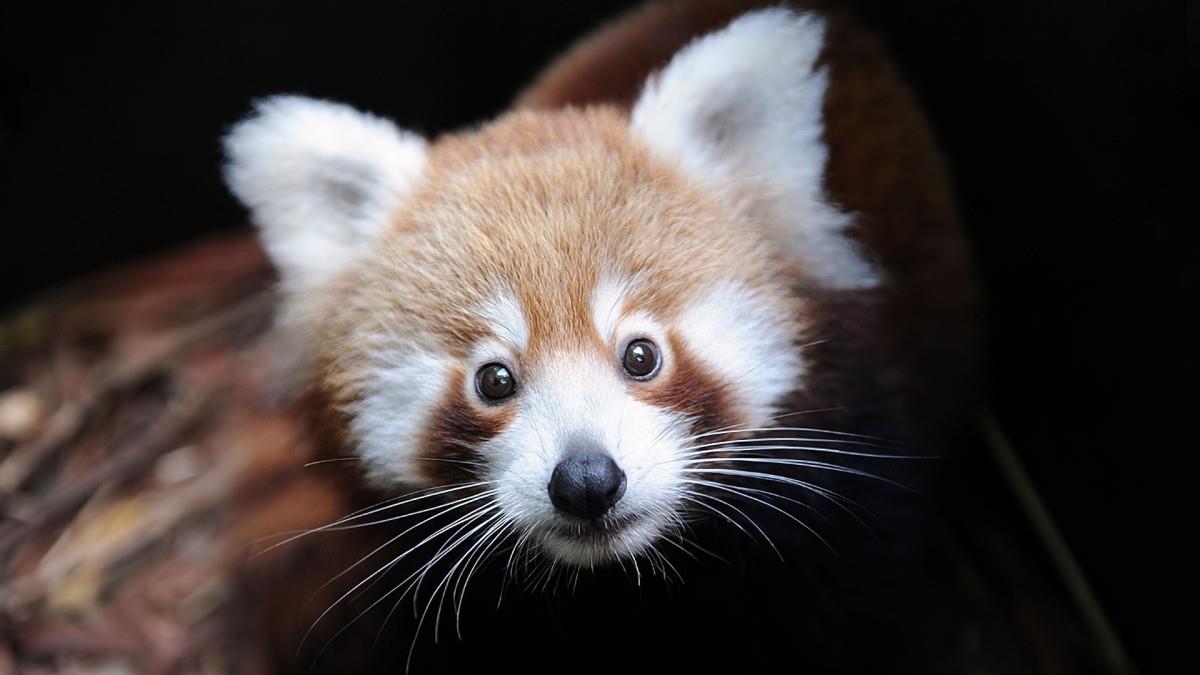 可爱的小浣熊图片