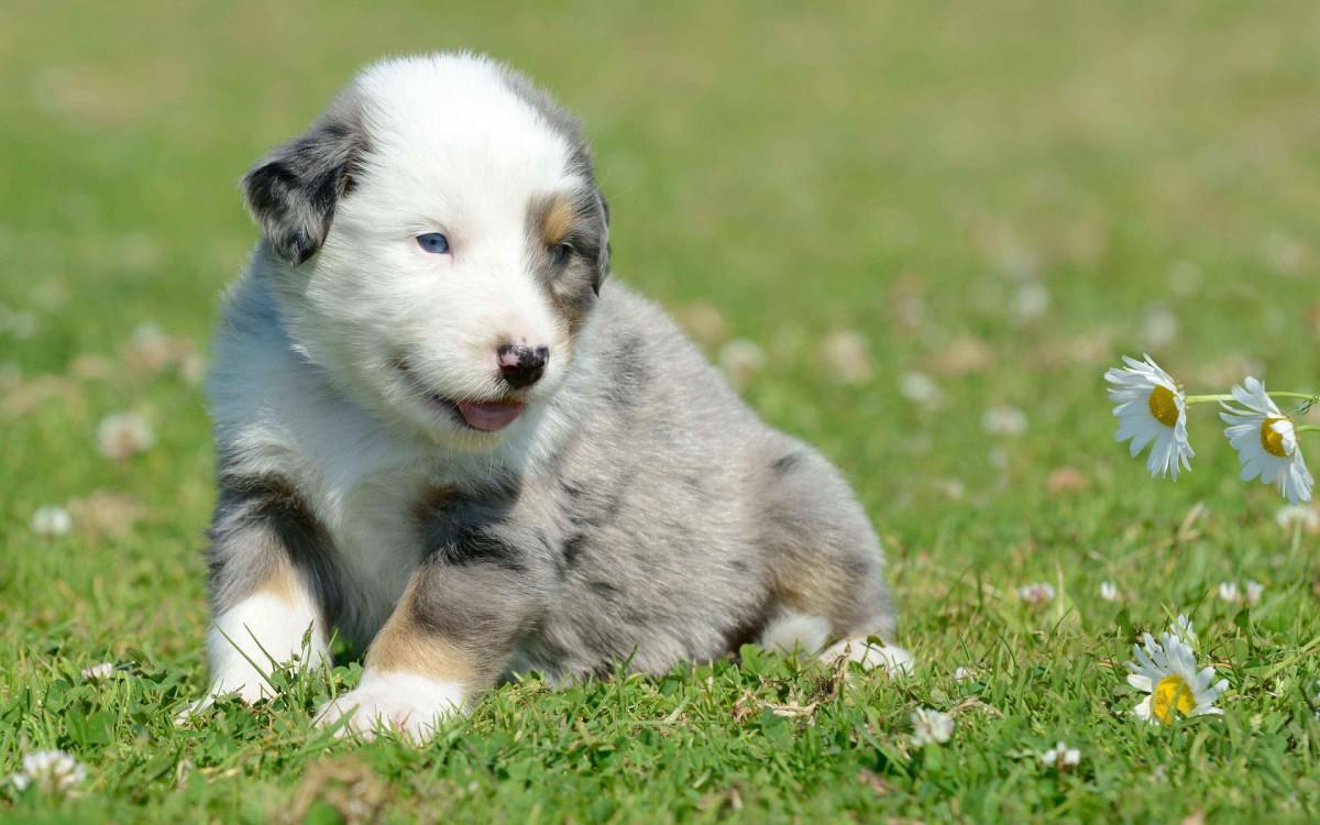 澳洲牧牛犬图片