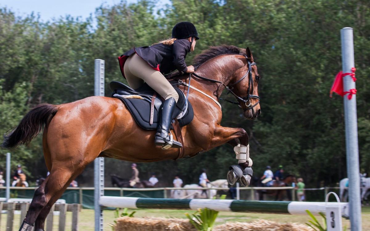 骑马马术运动图片