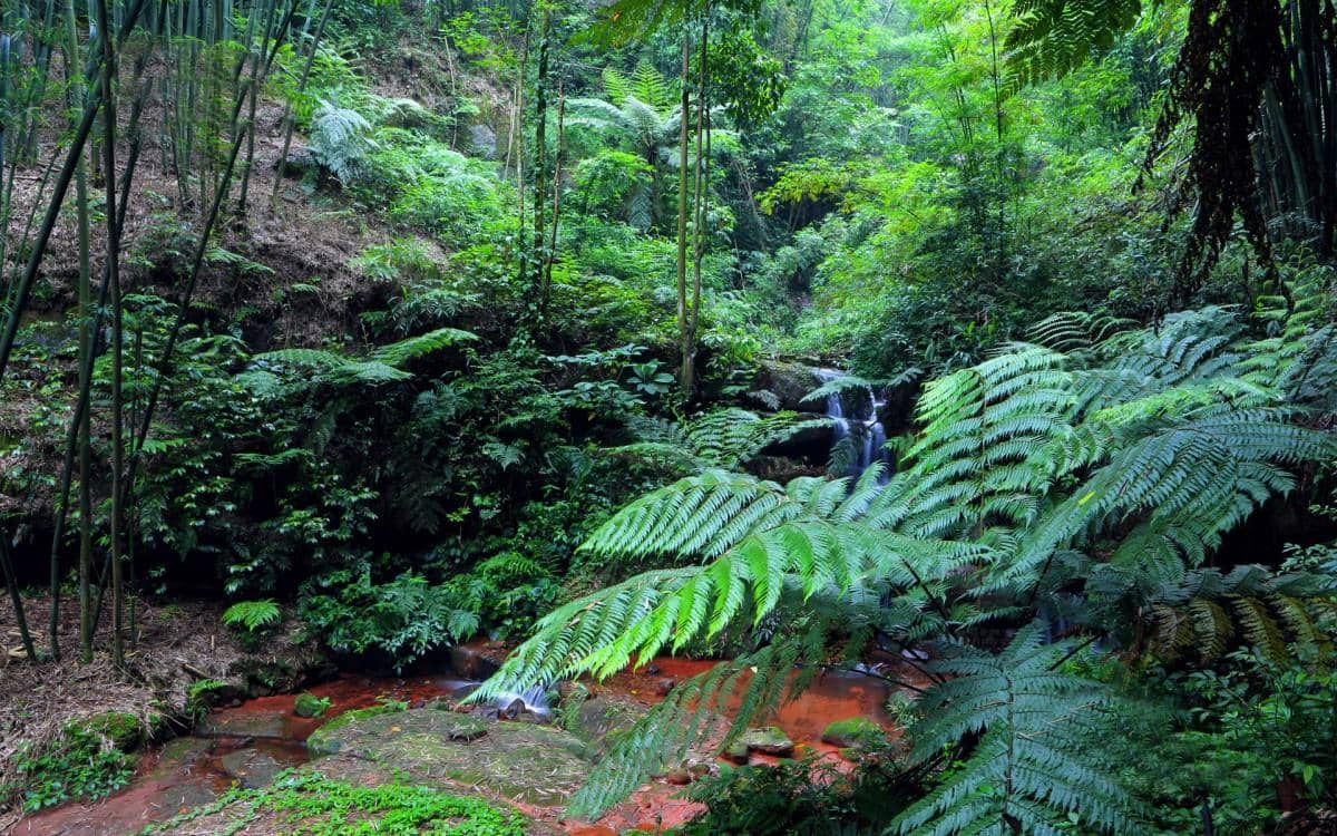 美丽的溪泉瀑布图片