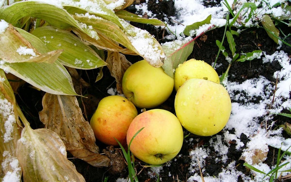 冬季雪的景观图片