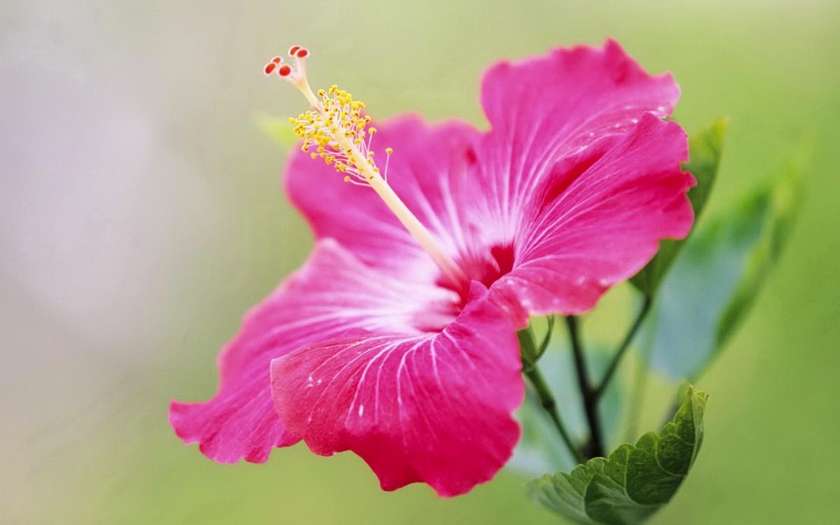 温柔的木槿花图片