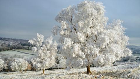 玉树琼枝雪景图片