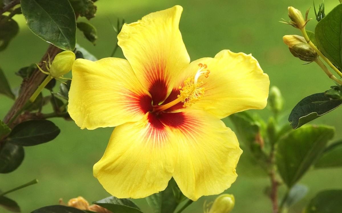 温柔的木槿花图片