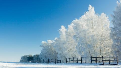 玉树琼枝雪景图片